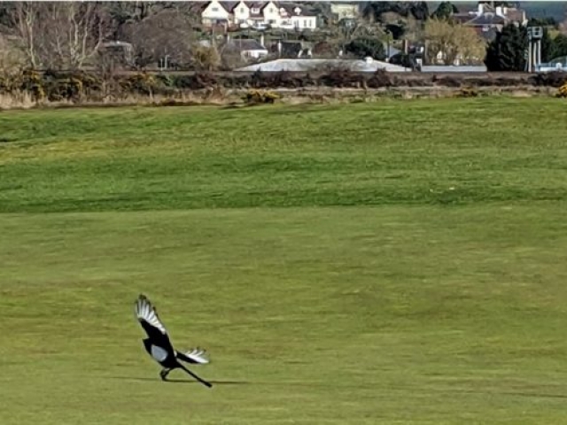Magpie landing on a green
