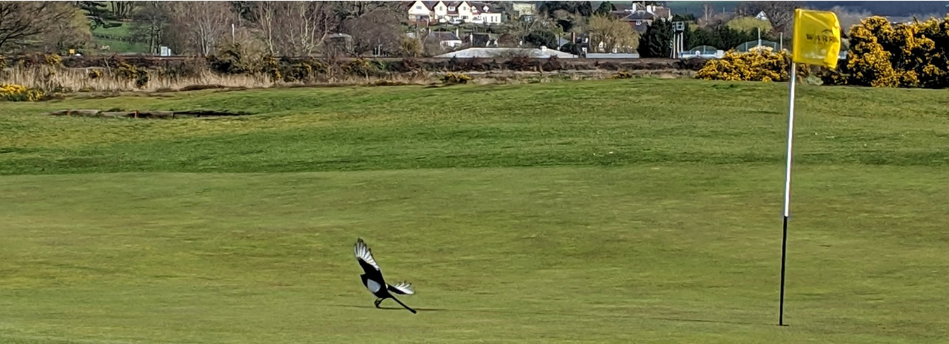 Magpie landing on a green